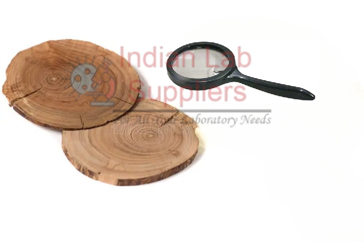 Annual Rings of a Tree (Small)